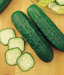 Double Feature Hybrid Cucumber